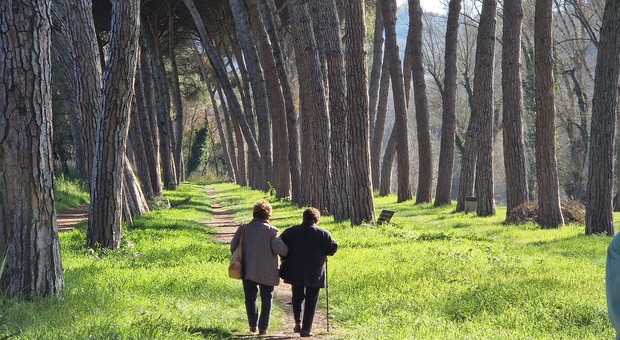 Perugia, sulla cura del verde appello al Comune: «Ancora molto da fare»