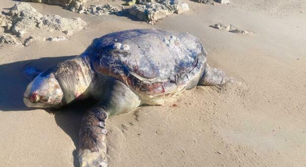 La tartaruga spiaggiata e morta