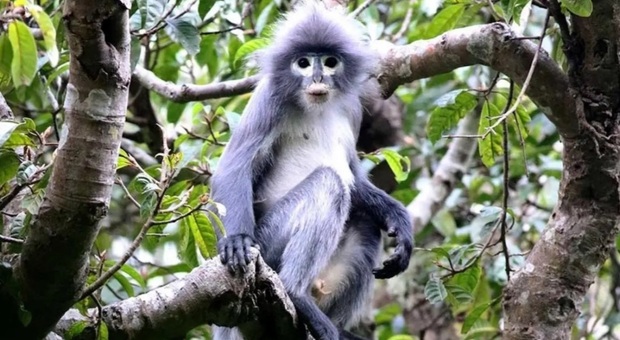un esemplare di langur Popa, la nuova scimmia scoperta e già in pericolo di estinzione (immagine diffusa da Natural History Museum su Twitter)