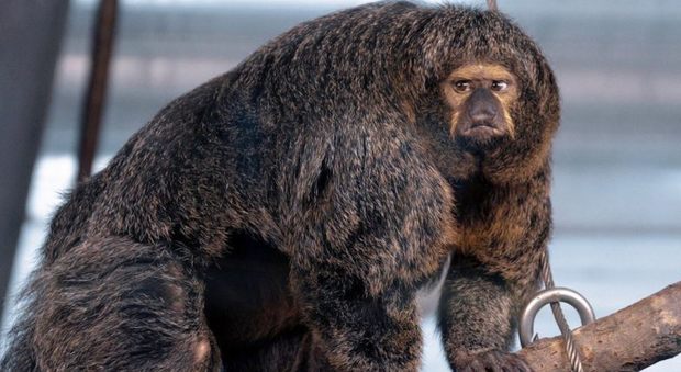L'immagine di una scimmia particolarmente muscolosa scattata in uno zoo impressiona il web