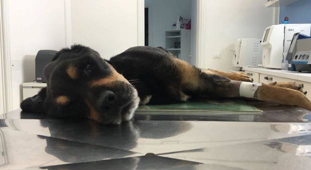 Morto Rocky, il cane abbandonato per giorni dal padrone senza cibo né acqua