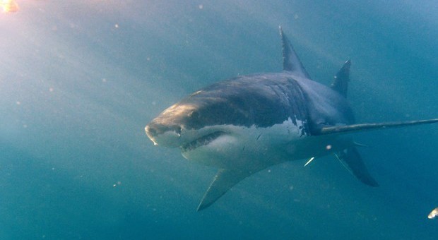 Costa Rica, squalo attacca e uccide una turista americana