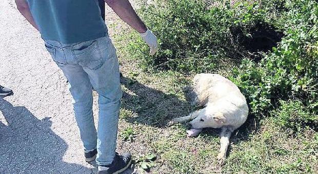 Uccide il cane della vicina perché abbaia troppo: il pm chiede 2 mesi per il 79enne
