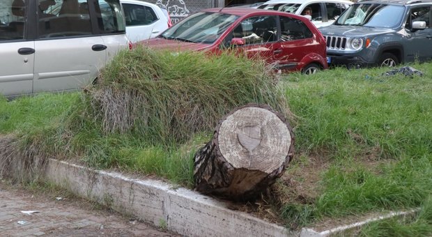 Sos verde a Roma, alberi abbattuti: solo uno su dieci sostituito