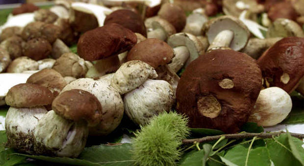 Venditore ambulante "recidivo": sequestrati 9 chili di funghi