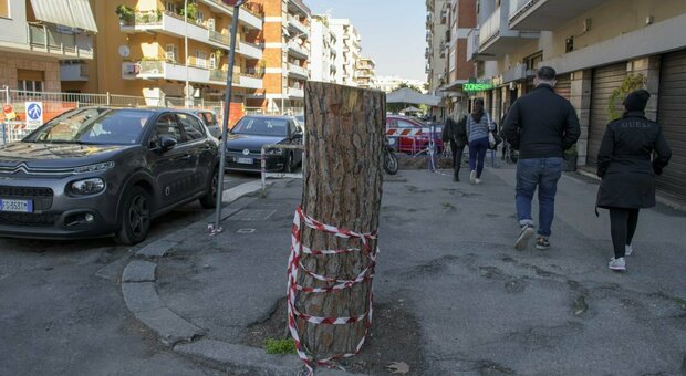 Roma, ad Appio Claudio giù 30 pini. I residenti: «È colpa della ciclabile». Il Municipio: «C'era un rischio crollo»