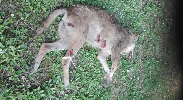 Pesaro, un lupo travolto ed ucciso da un'auto alle porte della città