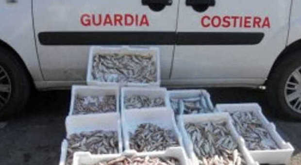 Multe per 15mila euro e 4 sequestri di pesce