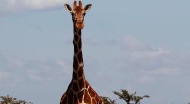 Bambina di 16 mesi muore schiacciata da una giraffa