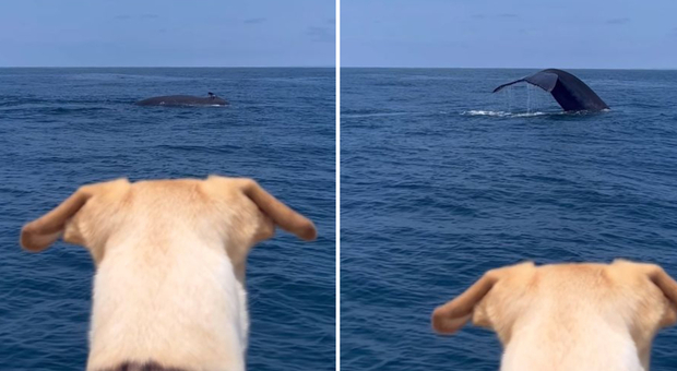 «Ho portato il mio cane a guardare le balene: guardate come si è divertito». Il video poetico del capitano Biagini