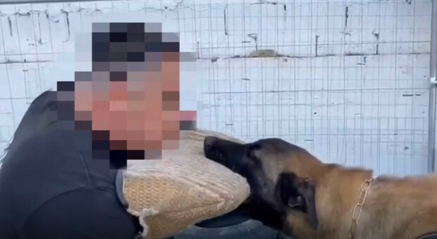 Addestratore bastona e frusta un cane per "educarlo": il video choc
