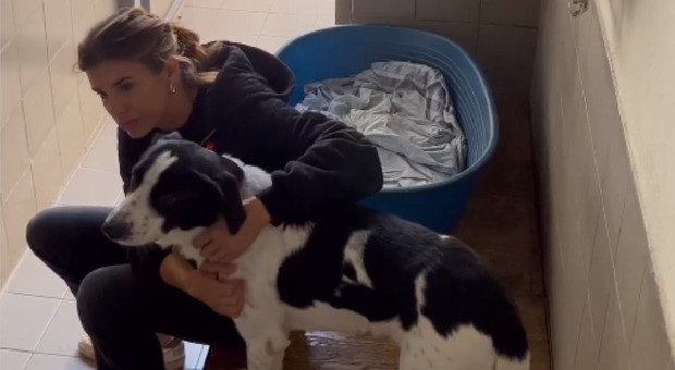 Elisabetta Canalis visita al canile alle porte di Milano: «Troppi cani comprati con leggerezza»