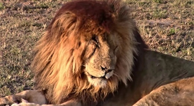 Morto il leone leggendario Scarface, il più fotografato di sempre