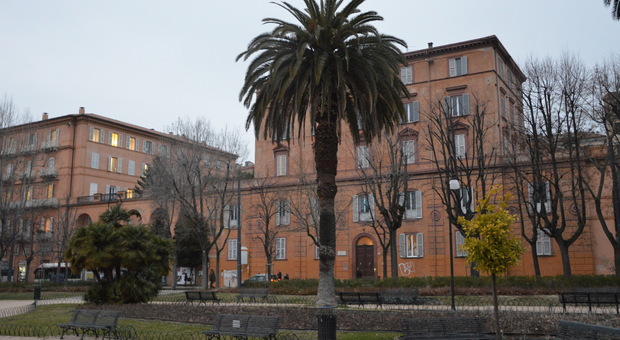 Ancona, è arrivato il punteruolo rosso: due palme infettatte in piazza Cavour