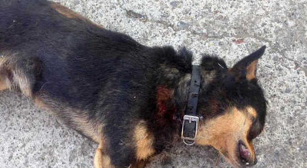 Cani maltrattati e morti di stenti, denunciato presidente associazione