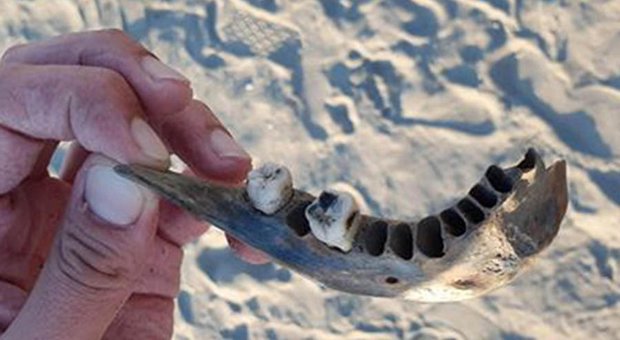L'osso mandibolare ritrovato in spiaggia ad Albarella