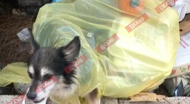 Roma, cane abbandonato in un sacco della spazzatura salvato dai carabinieri VIDEO