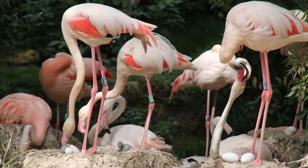 Finita la conta dei fenicotteri rosa al Parco Natura Viva: sono 148