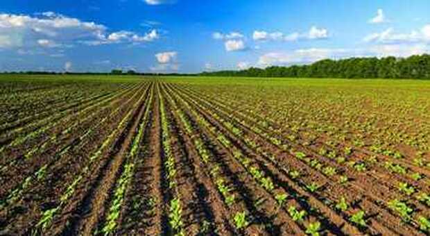 Agricoltura, raddoppiano costi semine: è Sos nei campi. Per gli agricoltori rincari fino al 50% per il gasolio