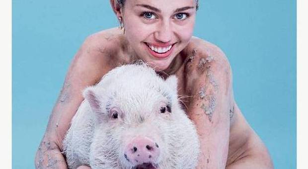 Miley Cyrus dà scandalo in copertina su Paper: la popstar nuda abbraccia un maiale -GUARDA