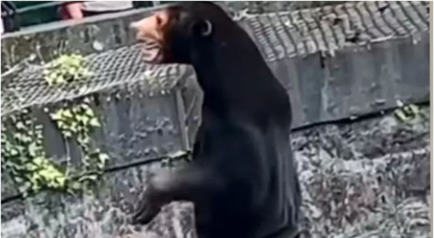 Zoo cinese costretto a negare che l'orso sia un essere umano in costume