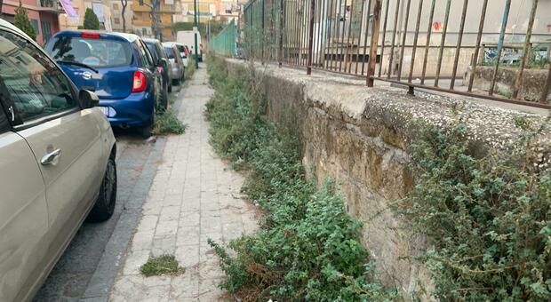 Barra, erbacce e rifiuti a ridosso della scuola: sos per igiene e decoro a Napoli Est