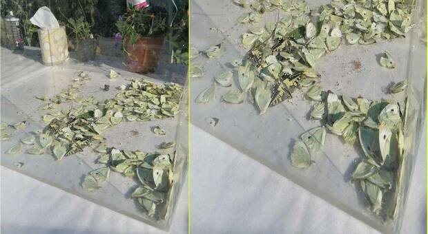 Le farfalle morte nella teca sotto il sole (immagini pubbl da Cristina Nasi e Patrizia Malizia su Fb)
