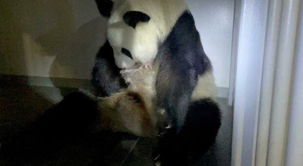 Tokyo, nati due gemelli di panda. Fa festa anche il governo giapponese