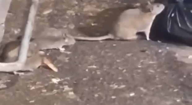 Roma: una colonia di topi in Largo Beltramelli. «Cercano cibo tutti i giorni»