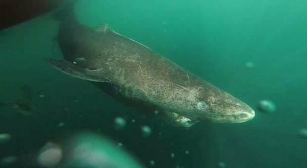 Lo squalo ultracentenario riappare nel Mar dei Caraibi: nato nel 1505, è l'animale più vecchio del mondo