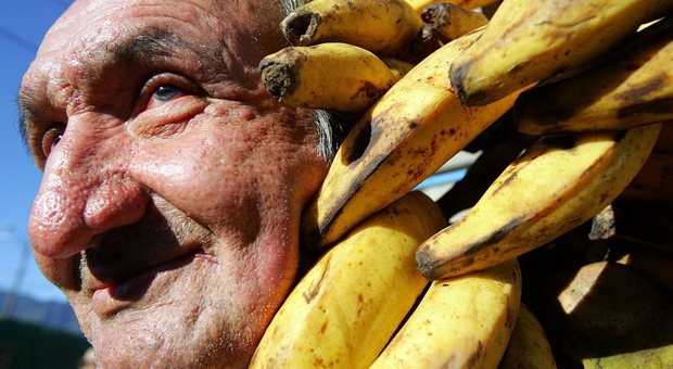 Le banane in frigo perdono gusto: ecco cosa succede e perché