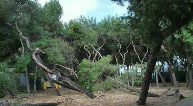 Pinete, un terzo è a rischio estinzione: a San Benedetto c’è un piano per piantare nuovi alberi