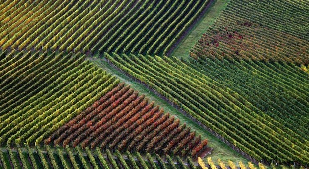 Da Ue ok a aiuti di Stato Francia per aziende agricole green