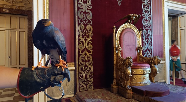 Un falco nelle sale di Palazzo Reale