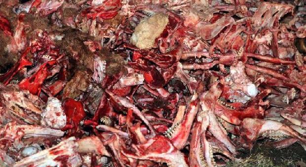 Abbandonano un quintale di ossa e carne tra i rifiuti: due denunce