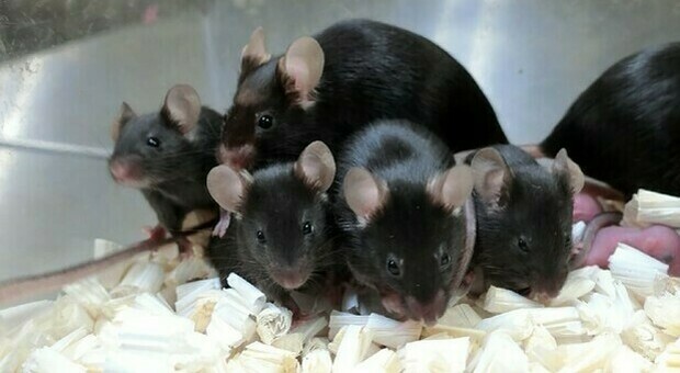 Topi nati da spermatozoi 'spaziali': «Sani dopo 6 anni di esposizione ai raggi cosmici»