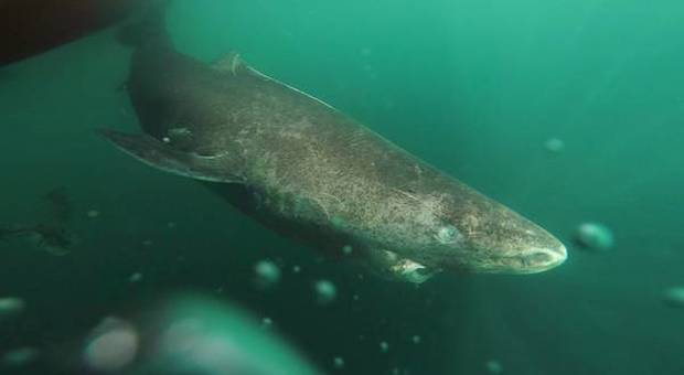 Lo squalo della Groenlandia ha 512 anni: è il vertebrato più vecchio del pianeta