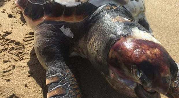 Sabaudia: tartaruga morta ritrovata in spiaggia