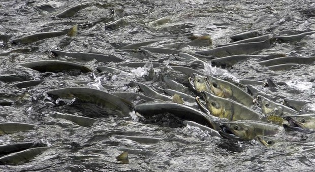 Le alte temperature dell'acqua causano la morte di una massiccia quantità di salmoni in Alaska