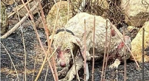 Sardegna, cane pastore fermo davanti alle fiamme per difendere le "sue" pecore: è pieno di ustioni, ma si salverà FOTO