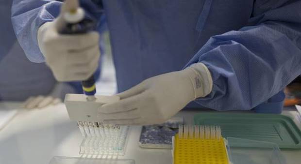 Quattro casi di virus Zika in Veneto La Regione: «Non c'è da allarmarsi»