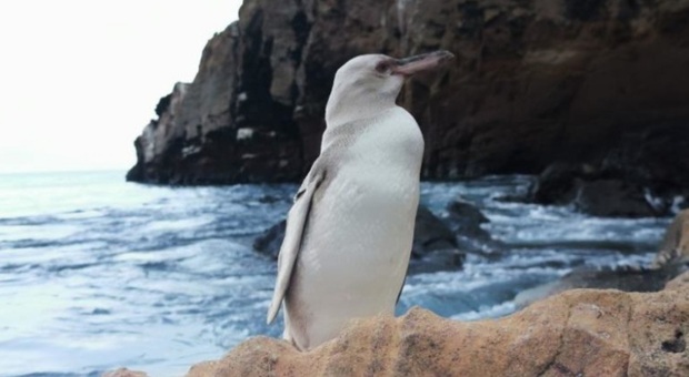Il rarissimo pinguino bianco (immag pubbl da La Prensa Latina ecc immag ripresa dalla guida Jimmy Patino)