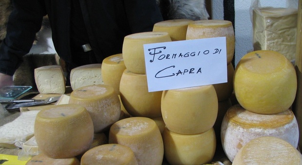 Cuore caprino 100%: i formaggi più buoni in Fvg oggi hanno un marchio