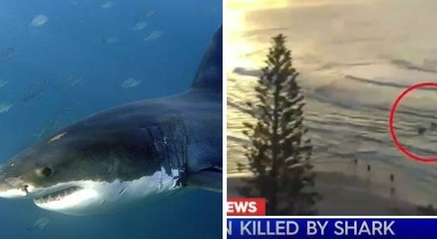 Grande squalo bianco uccide surfista sulla Gold Coast: spiagge chiuse