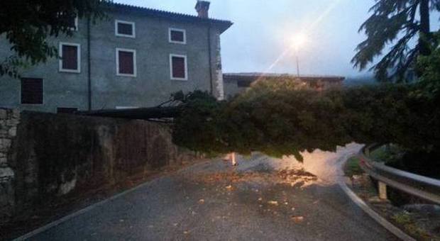 Un albero crollato di traverso su una strada