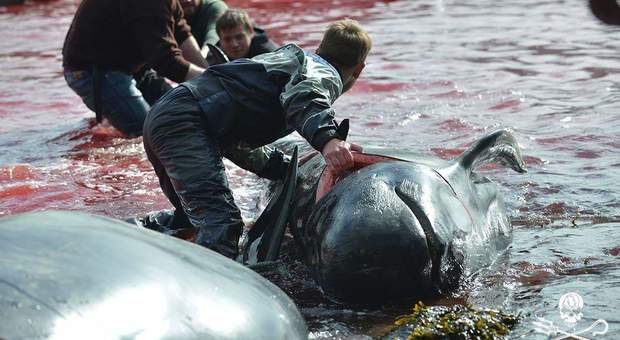 Isole Faroe, l'Oceano si tinge di rosso: 150 balene massacrate per il rito tradizionale