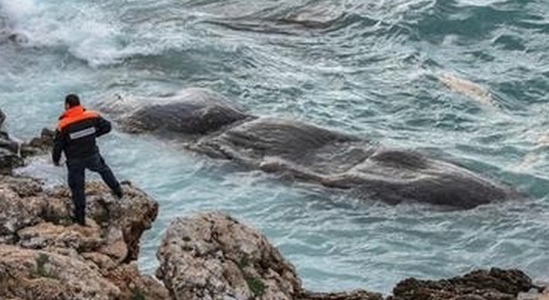 Balena bianca trovata morta sulla costa italiana: ecco dove è successo