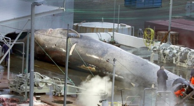 Uccisa la prima balena blu in 50 anni, compagnia finlandese sotto accusa