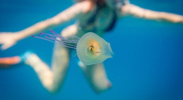 Il pesciolino rimane intrappolato dentro la medusa: la foto diventa virale