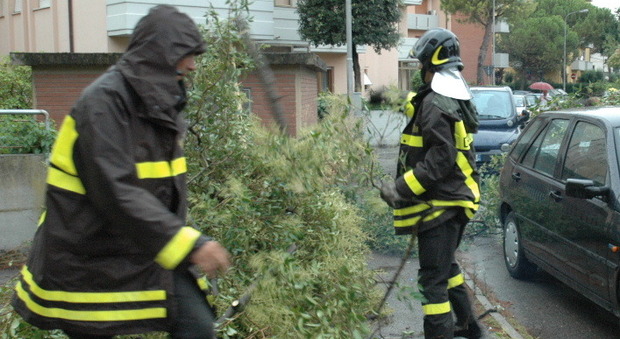 Urbino, strage di alberi per il vento: tour de force per i vigili del fuoco